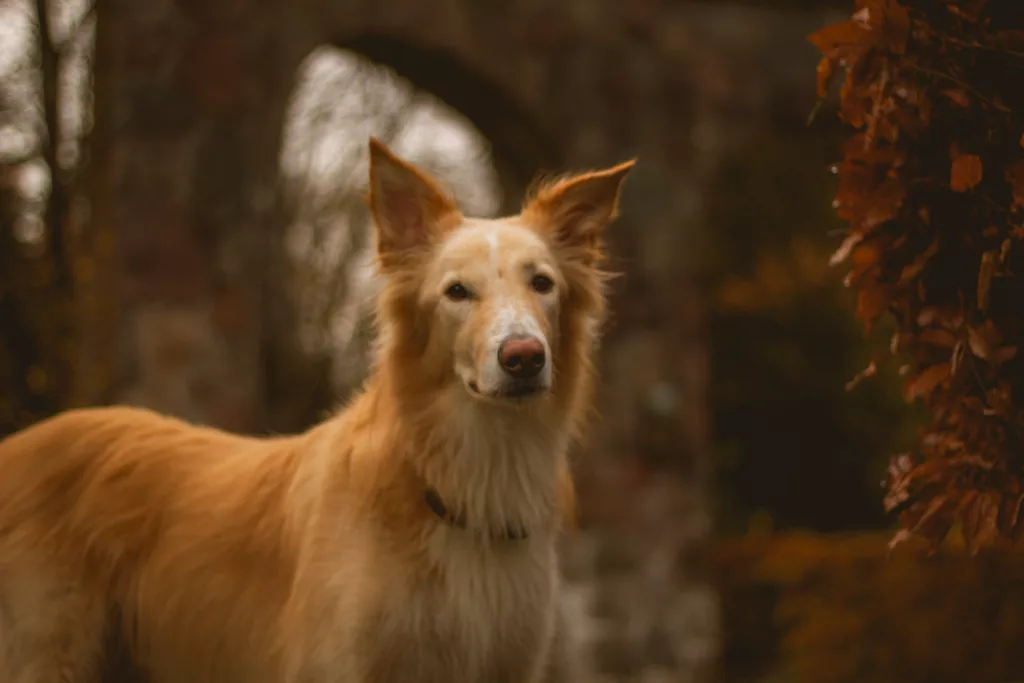 Loki, Herdenschutzhund Mix, vor einer Hecke 